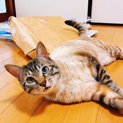 in岡崎市☆サクラ祭り☆保護猫達を暖かいオウチに迎えよう☆2025年4月5日(土)～ちーむにゃいんず