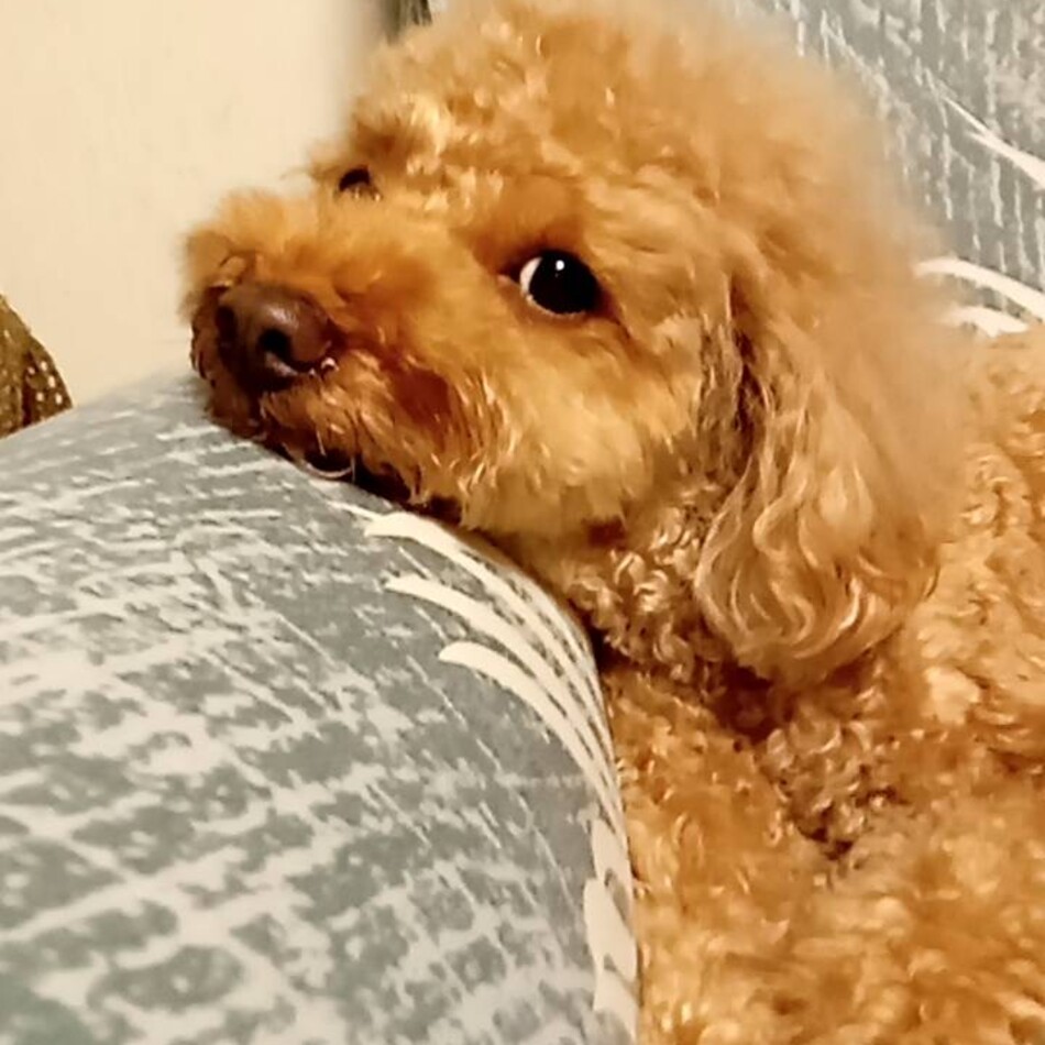 西山タロウのカバー写真