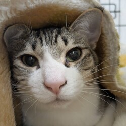 in瀬戸市☆サクラ祭り☆保護猫達を暖かいオウチに迎えよう☆2025年4月6日(日)～ちーむにゃいんず