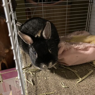 可愛いウサギです