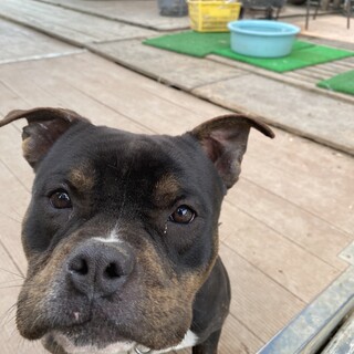 元気な陽気な子