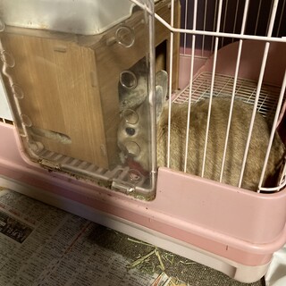 可愛いウサギです