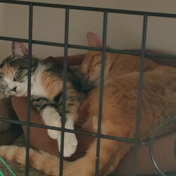 「ラコちゃん修行強化中！！」サムネイル3