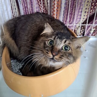 体は大きい甘えんぼな長毛キジくん❢