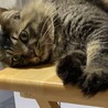 体は大きい甘えんぼな長毛キジくん❢
