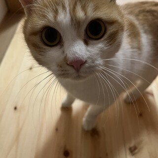 人大好き甘えん坊　