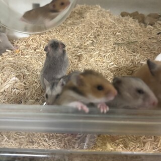 シルバーグレー女の子 ノーマル ゴールデン 男の子