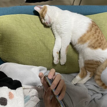 子どもって変な寝方することあるけど、それはひともねこも一緒。