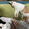 子どもって変な寝方することあるけど、それはひともねこも一緒。