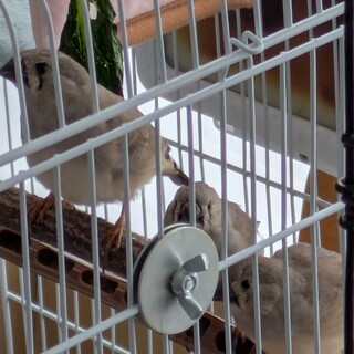 錦華鳥の雛の里親になって下さい！