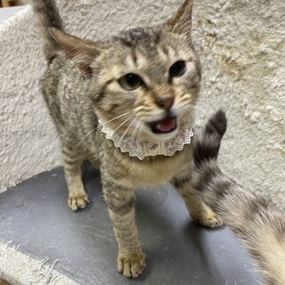 甘えん坊のストーカー♡マイちゃん5ヶ月