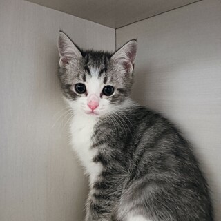 多発性嚢胞腎キャリアの子猫