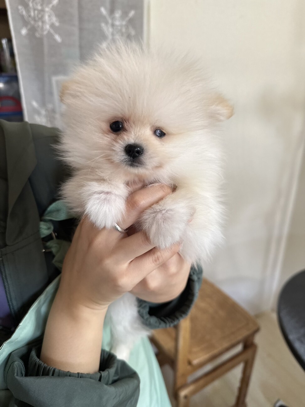 生後2ヶ月のポメラニアン」埼玉県 - 犬の里親募集(511161) 7枚目の画像