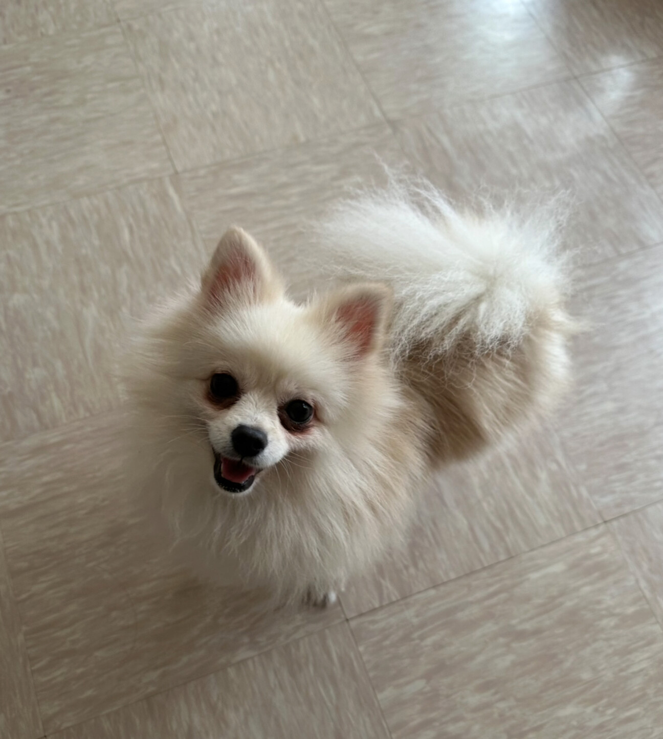 2歳のポメラニアンアロマちゃん」埼玉県 - 犬の里親募集(511160