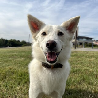 気高きツンデレプリンセス・Mira