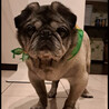 ほんわか穏やかパグの女の子「小春」 サムネイル2