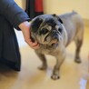 ほんわか穏やかパグの女の子「小春」 サムネイル3