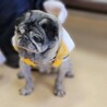 ほんわか穏やかパグの女の子「小春」 サムネイル4