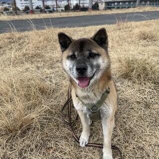 【甘えん坊で元気なちゃちゃ丸★】