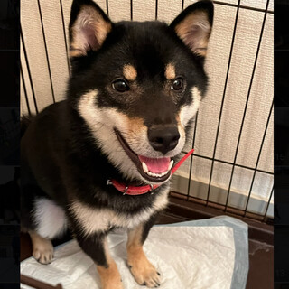 元気な黒柴くん