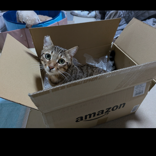 撫でられるのが好きな男の子