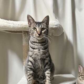 びびりな黒キジ君