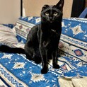 首元の白がチャームポイント可愛い黒猫
