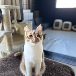 ちょぴり臆病茶白君