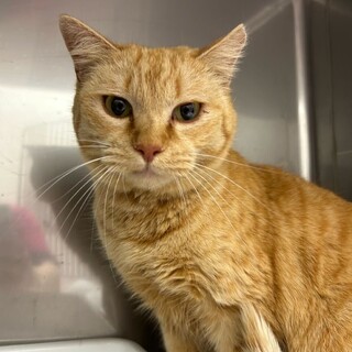 人懐っこい食いしん坊ガール！