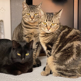 急遽長期入院のため。