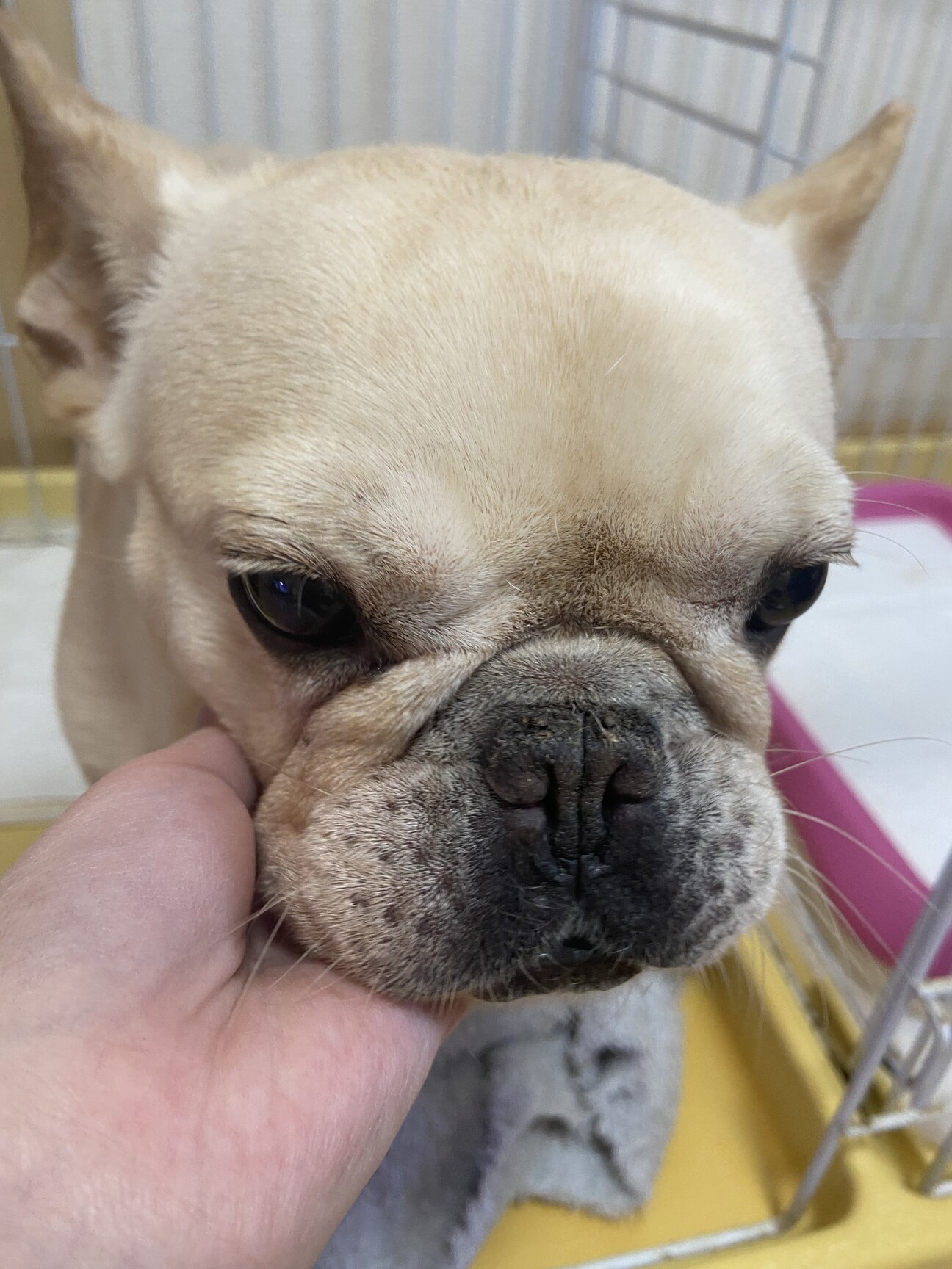 189＊アンティーク 美品 犬“反則級のキュートなフレンチブルドッグ！”袋帯 佐賀県のフレンチブルドッグ｜男の子・2025/09/22生まれ・ホワイト(白