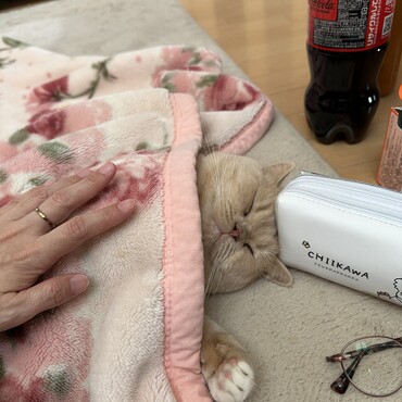 もっちゃんと毛布