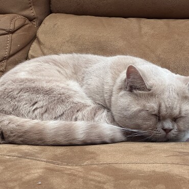 おまんじゅう感よ