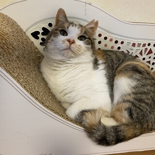 抱っこが大好きな甘えん坊なみけちゃん