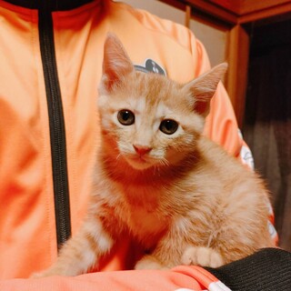 保護猫　茶トラ②