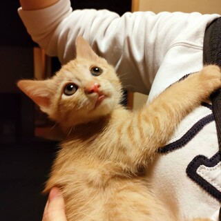 保護猫　茶トラ③