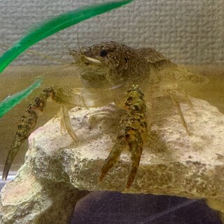 アメリカザリガニの里親募集