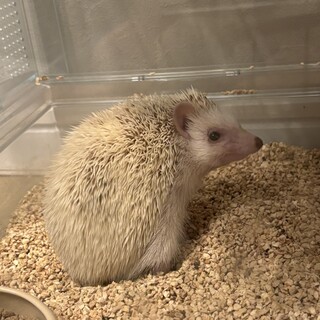 ハリネズミ女の子