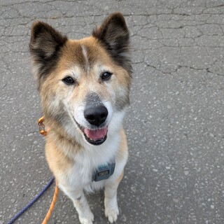 いつも一緒にいてね。人が大好き　風太