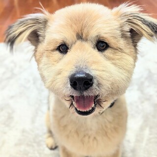 ぬいぐるみのようなもこもこ男子