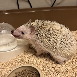 ハリネズミ男の子