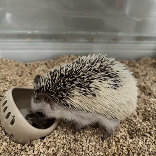 ハリネズミ女の子