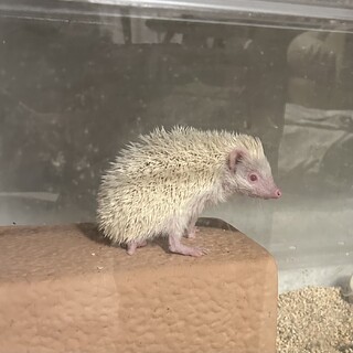 ハリネズミ女の子