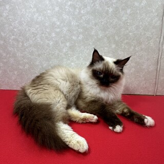 多頭飼育現場から救出！ラグドール2歳❤ポエム