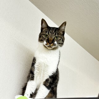 ペッパー→チャグム