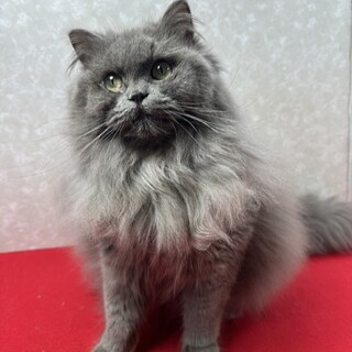 生後７か月！甘えん坊で人が大好き❤デコポン