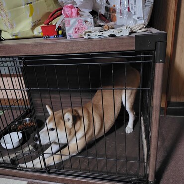 散歩前に大きく伸びます