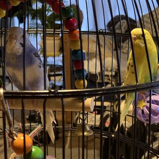 仲良しセキセイインコちゃん