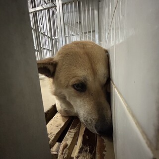 殺処分対象❗️収容期限4/8迄❗️延長なし