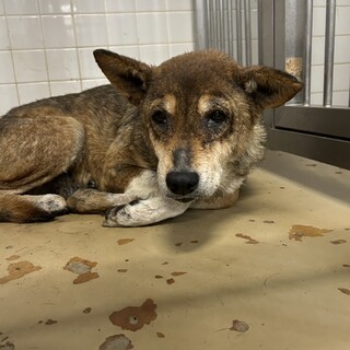 殺処分対象❗️収容期限4/8迄❗️延長なし